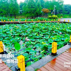 应连飞 界首市作协副主席