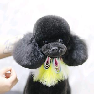 银川小薇宠艺宠物美容培训学校—森林九里店