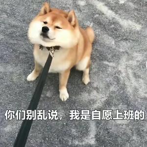 慈溪狗王 璨璨宠物店