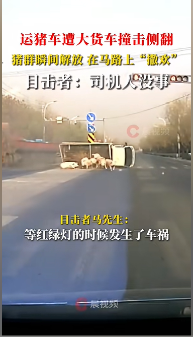 运猪车被撞侧翻 二师兄路上撒欢 运猪车被撞侧翻 二师兄路上撒欢