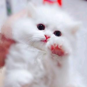 教公猫，不会配种。解决繁育问题。