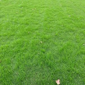 安徽天堂419草坪基地