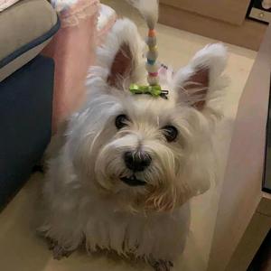 我家大寶妞(于黑蛋、于富贵的日常生活)