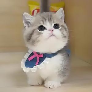 力哥家的喵喵 ¹²¹²