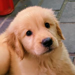 小福蛋
