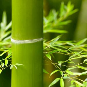 中国魔术第一村王竹红