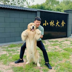 金毛哥 小林犬舍