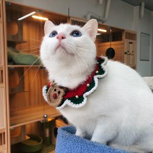 七仔的猫咪日记