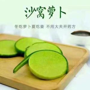 沙窝萝卜种植原产地