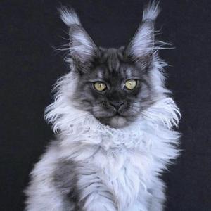 毛总说猫 （laien莱恩萌宠店)