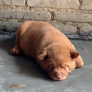 五红犬（王妃）