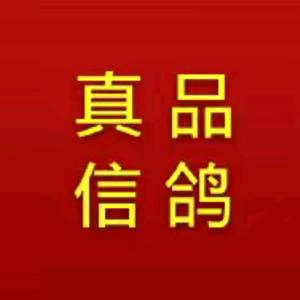 辽宁真品信鸽