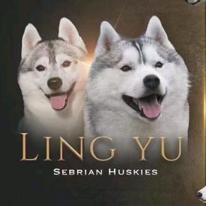 领域哈士奇排行一犬舍