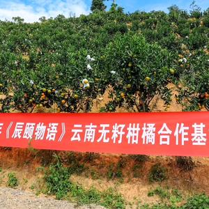 无公害水果产地直发