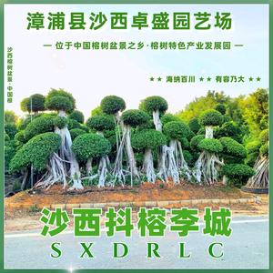 漳浦县沙西卓盛园艺场