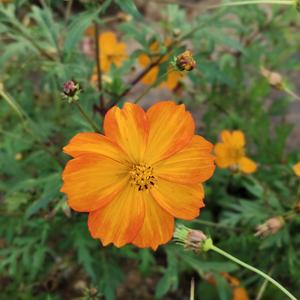 知足常乐，自得其乐