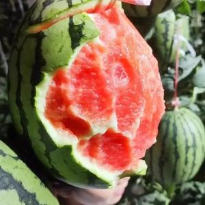 阜阳小果农水果（2）