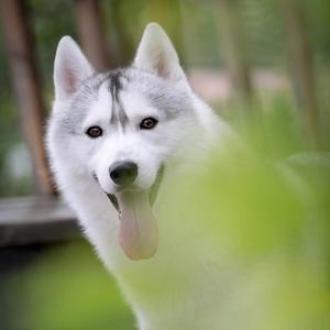 萌货哈士奇犬舍