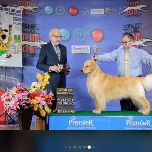 广州cku金毛犬舍