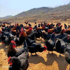 莱芜泽宇农场山林散养土鸡、土鸡蛋